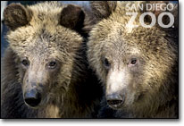 grizzly bears