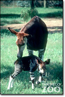 okapi and calf