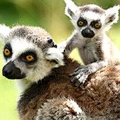 San Diego Zoo