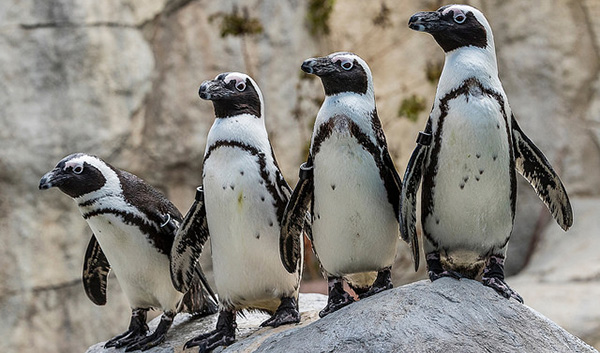 four penguins on a rock