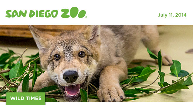 San Diego Zoo Wild Times, July 2014