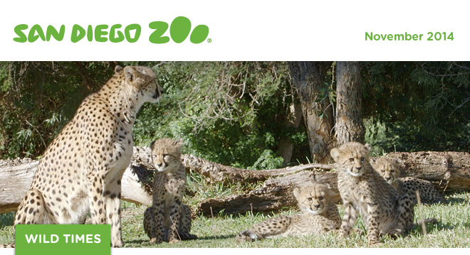 San Diego Zoo Wild Times, October 2014