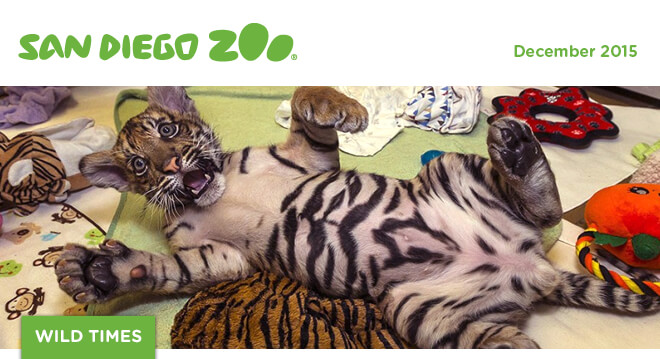 San Diego Zoo Wild Times, December 2015