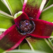 Loseup of the center of a bromeliad.