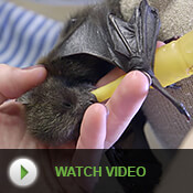 A keeper feeds 12-day old Lucas. Watch Video.