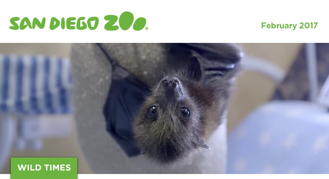 San Diego Zoo Wild Times, February 2017. Image shows face closeup of Lucas, a 12-day-old Rodriguez fruit bat.
