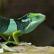 A A fiji iguana