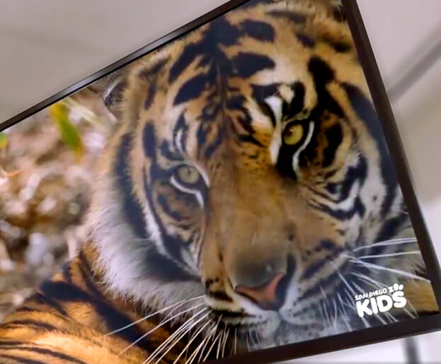 San diego zoo wildlife explorers help healing begin