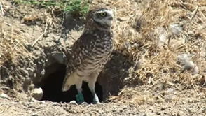 burrowing owl