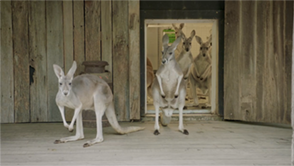 kangaroo chiropractor visit