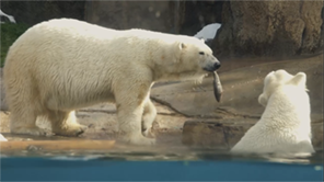 polar bear fishing